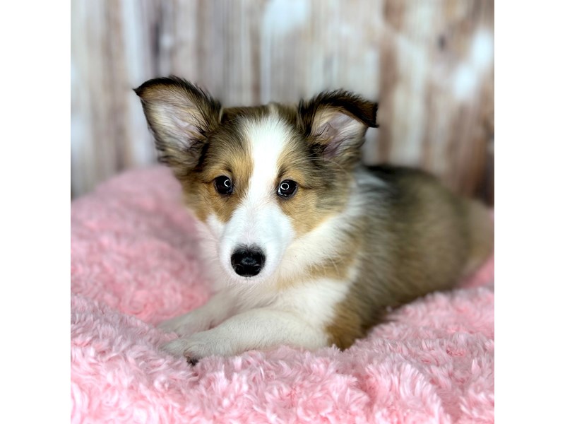 特撮 Shetland Sheepdog (Pet love) 1876684_800.jpg