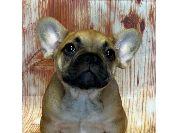 French Bulldog – 10243