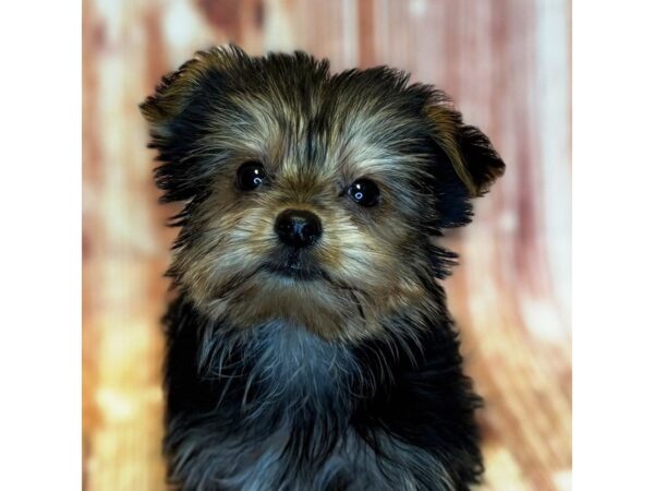Yorkshire Terrier – 10254