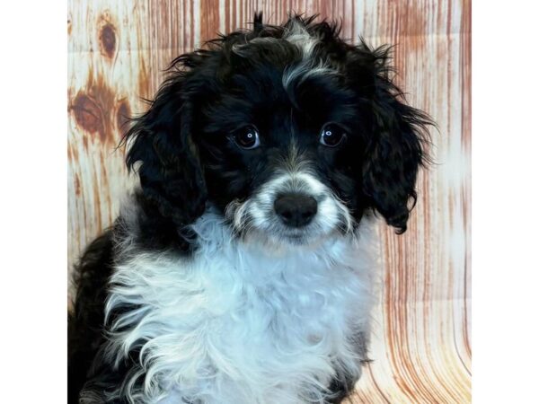 Cavapoo – 10253