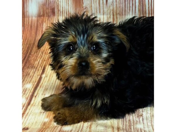 Yorkshire Terrier – 10265