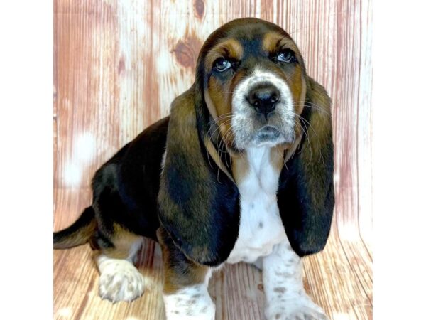 Basset Hound – 10283
