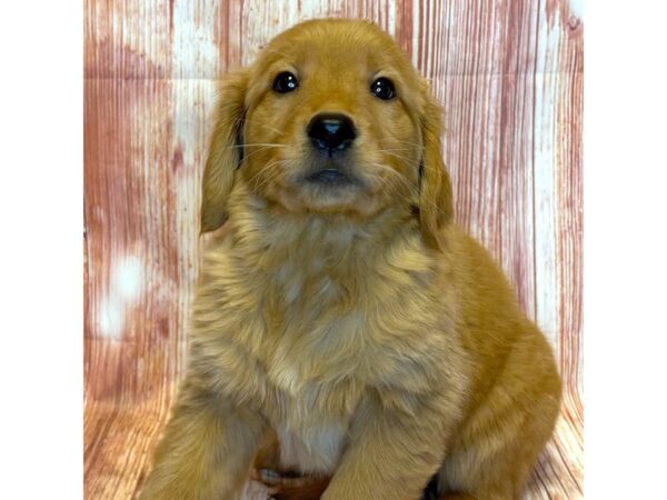 Golden Retriever – 10284