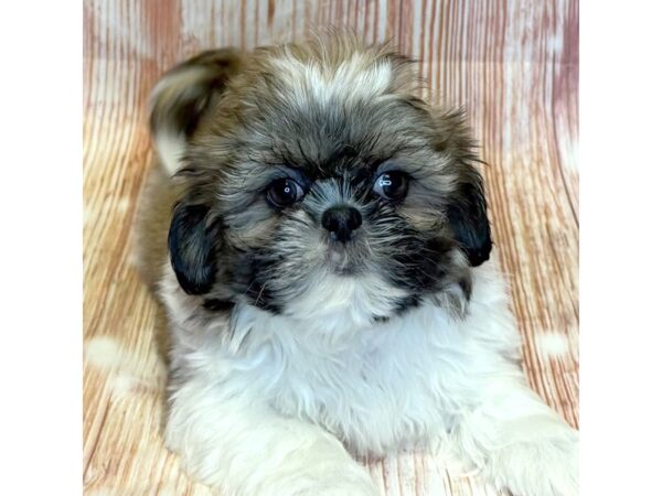 Shih Tzu – 10287