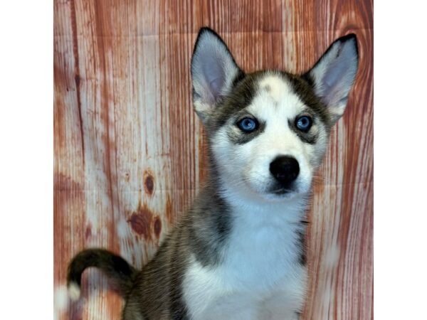 Siberian Husky – 10289