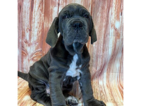 Neapolitan Mastiff – 10290