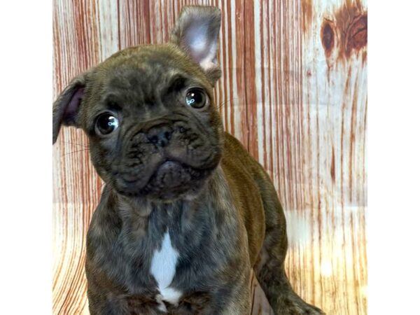 French Bulldog – 10293