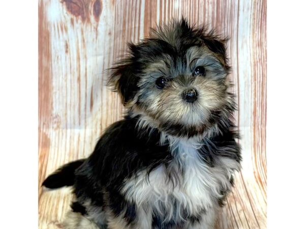 Morkie – 10295