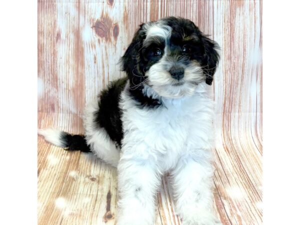 Bernedoodle Mini 2nd Gen – 10300