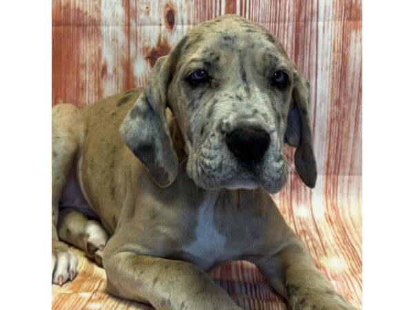 Great Dane – 10309