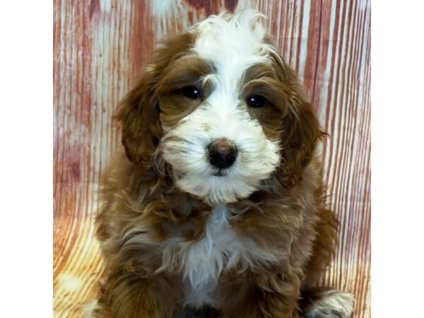 Goldendoodle Mini 2nd Gen – 10312