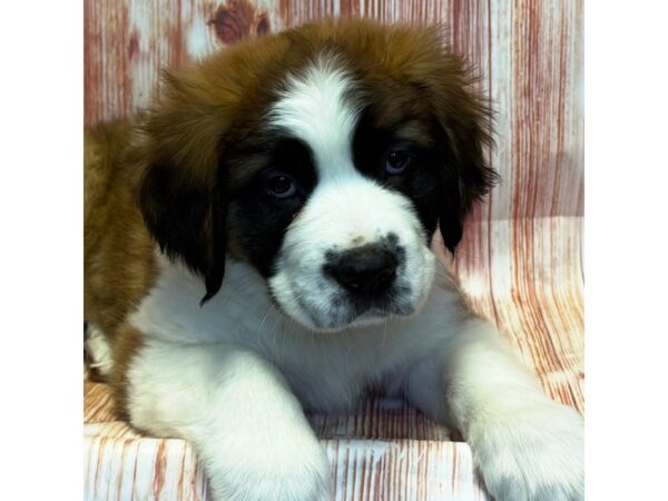 Saint Bernard – 10306