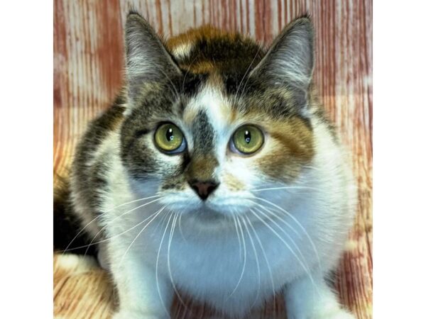 Adopt a Pet Cat – 10305