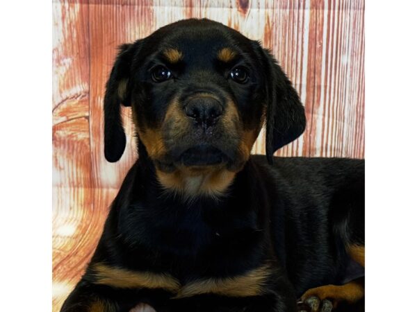 Rottweiler – 10294