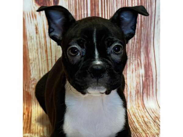 Boston Terrier – 10273