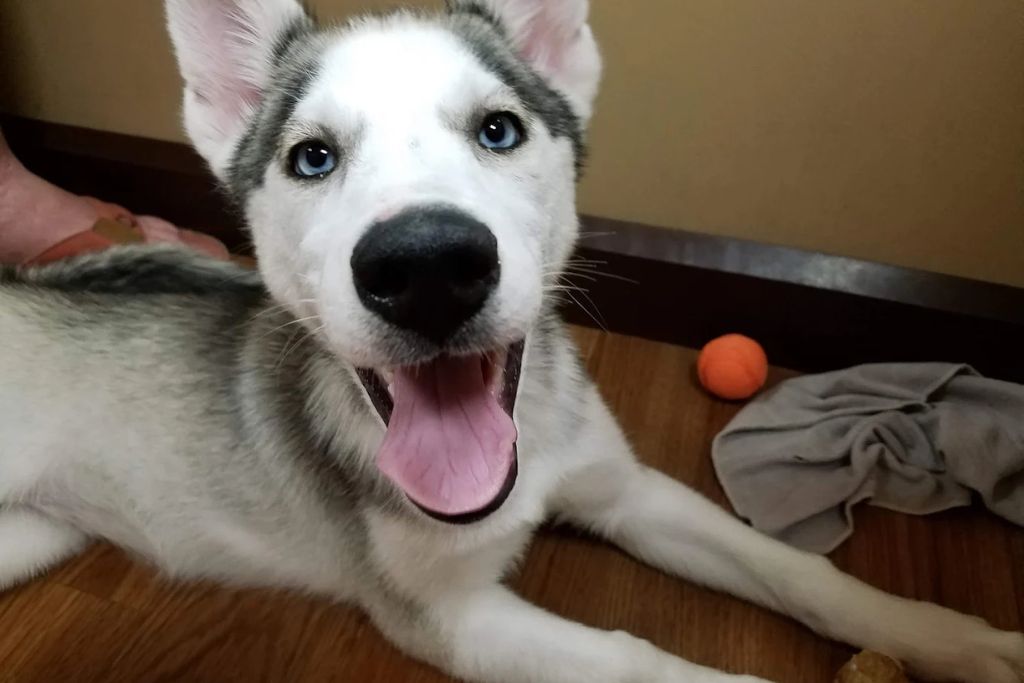 Spring Fever, Fur Real: What Happens to Your Dog’s Personality When Winter Ends?